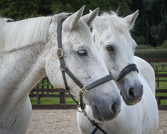 Shurlock Stables-21