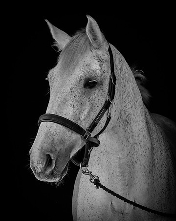 Shurlock Stables-4