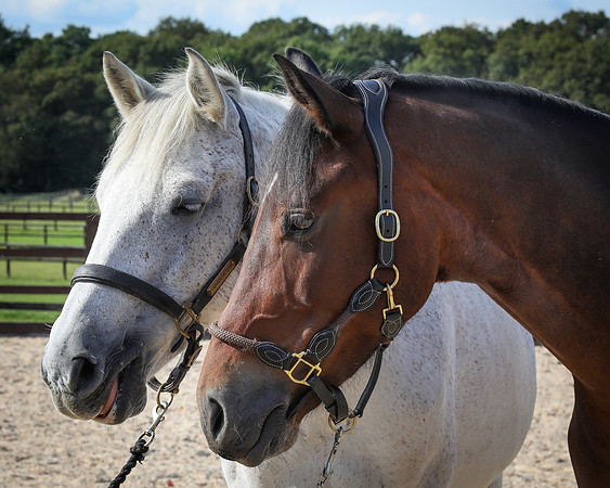 Shurlock Stables-41