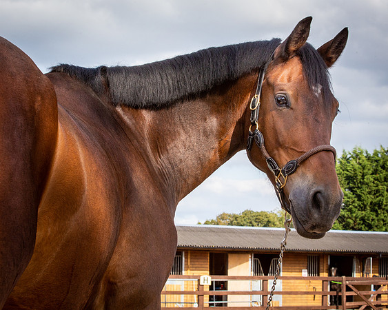 Shurlock Stables-50