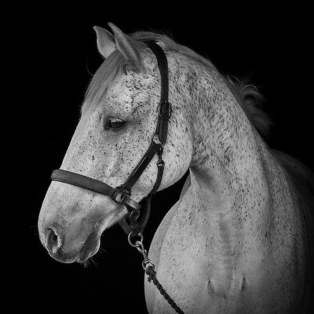 Shurlock Stables-6