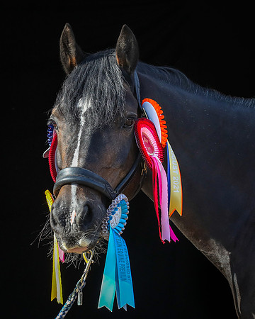 Shurlock Stables-19