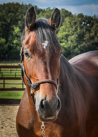 Shurlock Stables-29