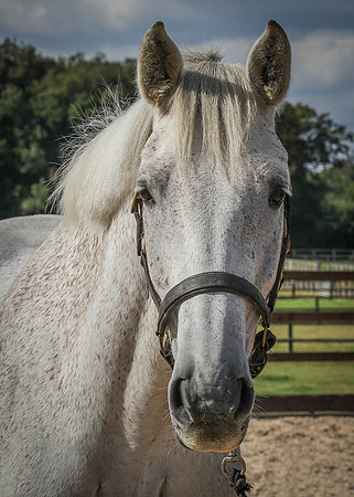 Shurlock Stables-35