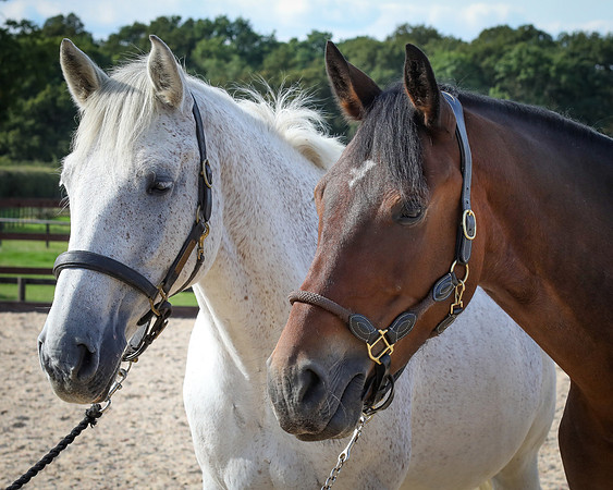 Shurlock Stables-45