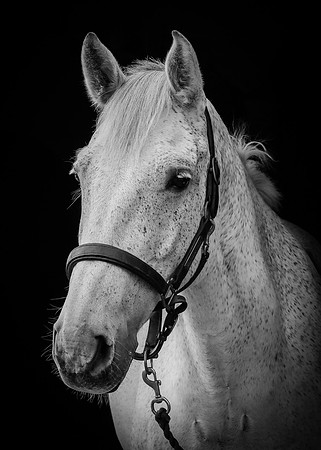 Shurlock Stables-2