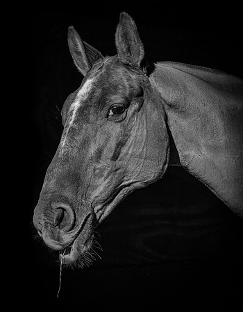 Polo Club-125
