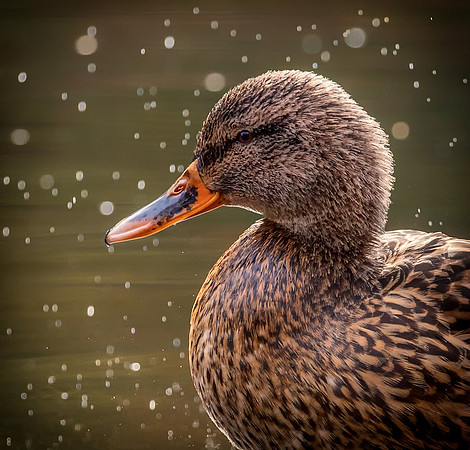 duck-10