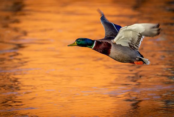 duck-20