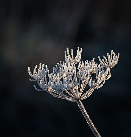 frosty-1