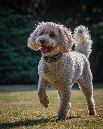 Dogs August 2024-32