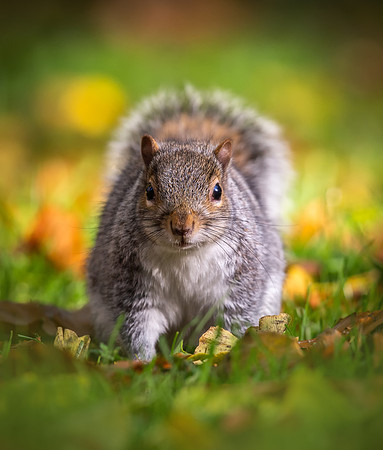 the-squirrel-7