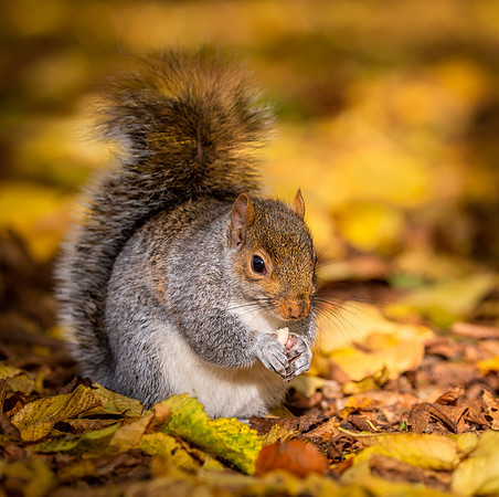 the-squirrel-11