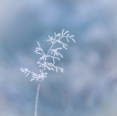 frost-8