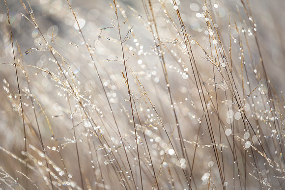 frost-5