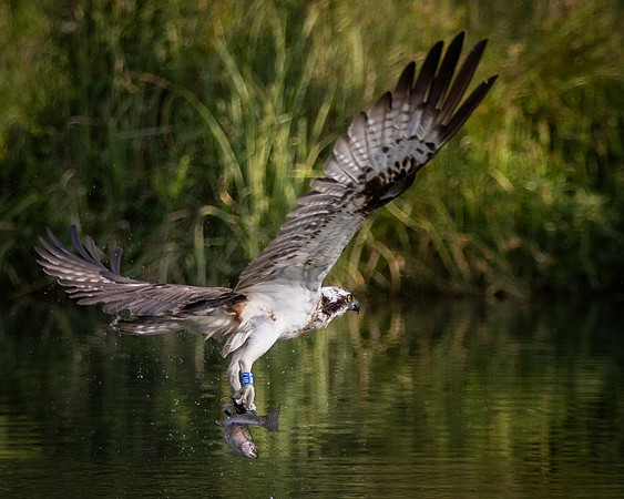 MCC Osprey Trip-5