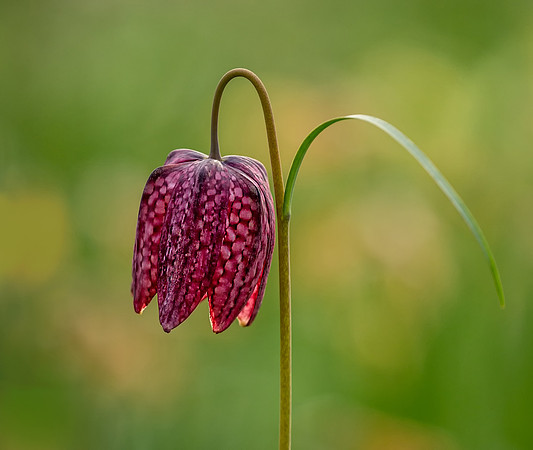 blossom-9