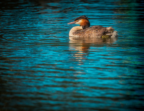grebe-1