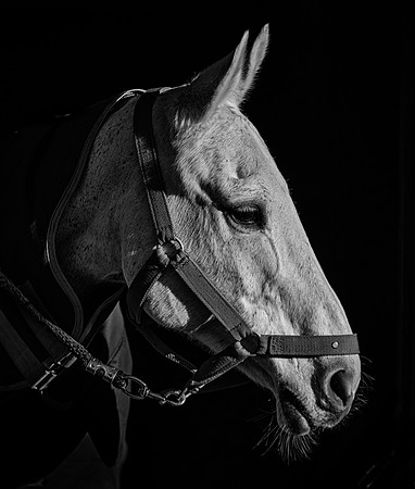 Polo Club-120