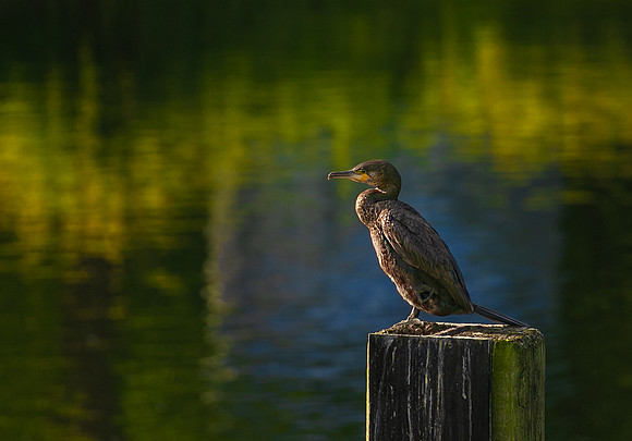 cormorant-1