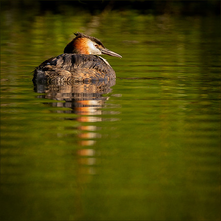 grebe-2