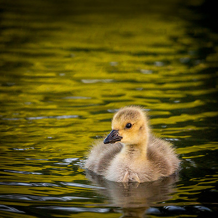 gosling-1