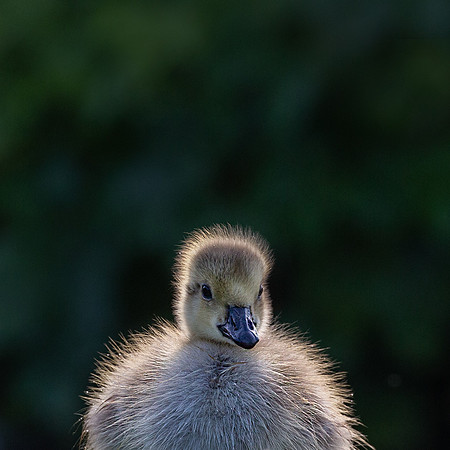 gosling-3
