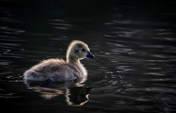 gosling-5