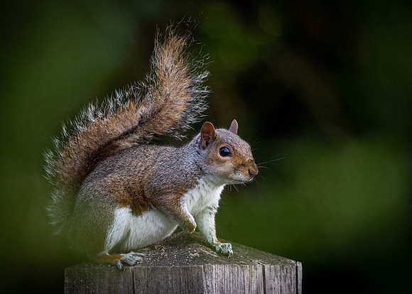squirrel-3