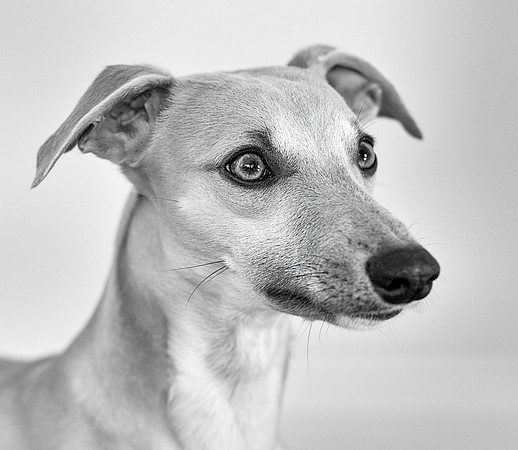 monty-3