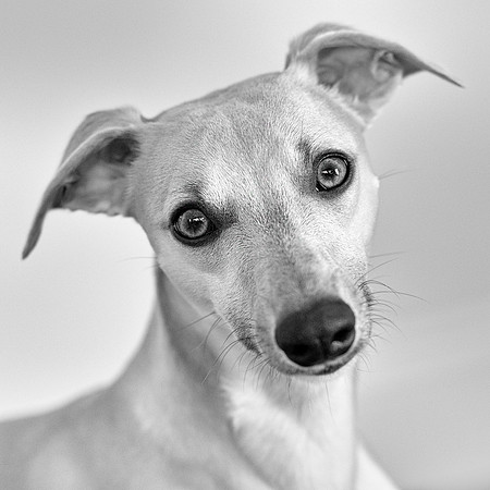monty-4
