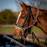 Polo Club-6