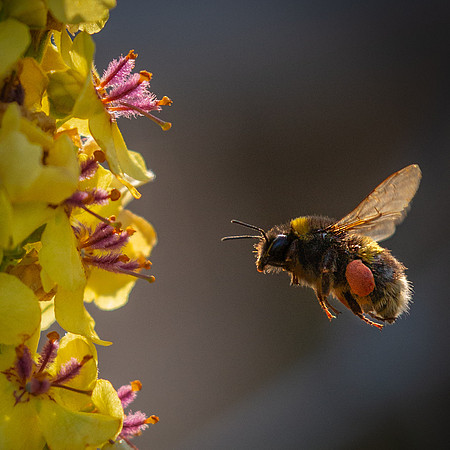 bee-20