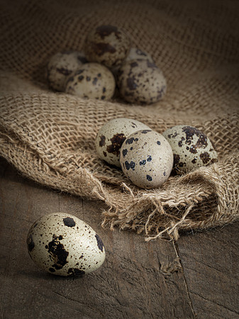 quail eggs -4