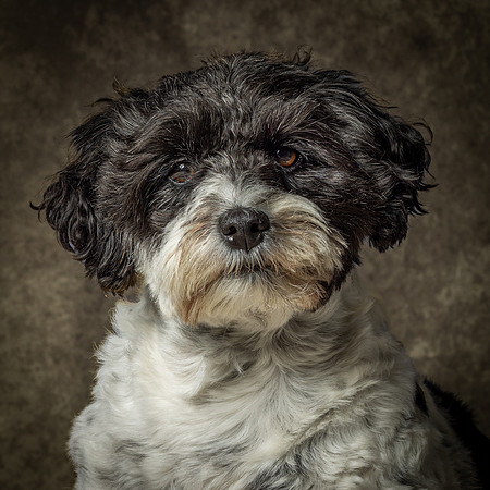 Phoebe-6