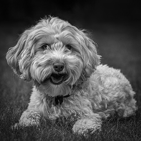 darcy-19