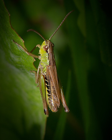 grasshopper-3