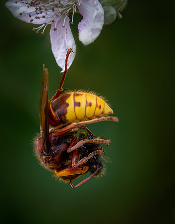 bees-5