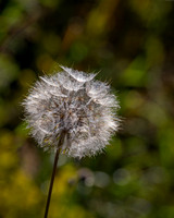 salsify-1