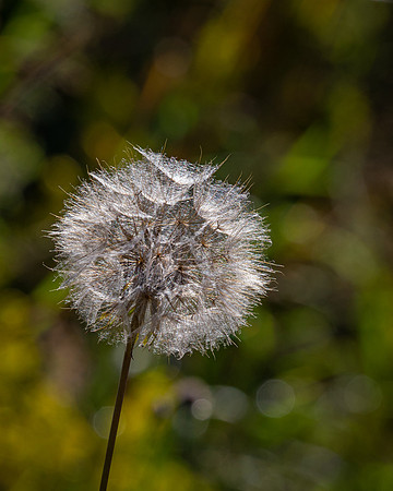 salsify-1