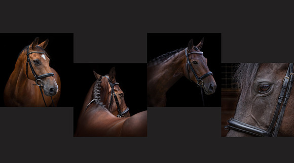Horse Portrait Photographer