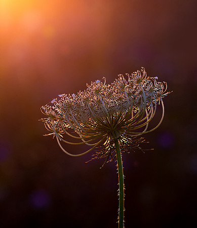 dusk-2
