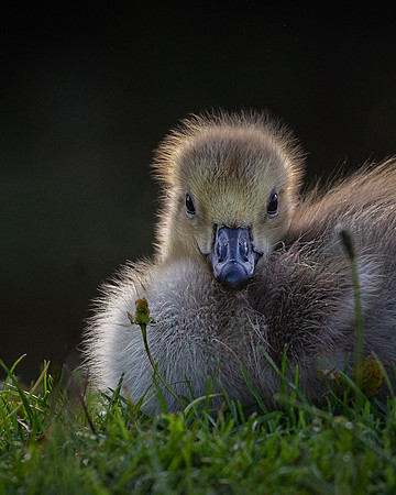 cygnet-4