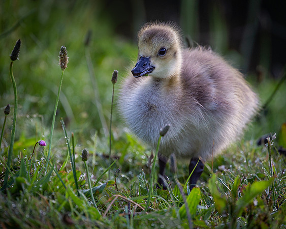 cygnet-5