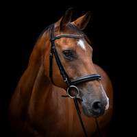 horse-2