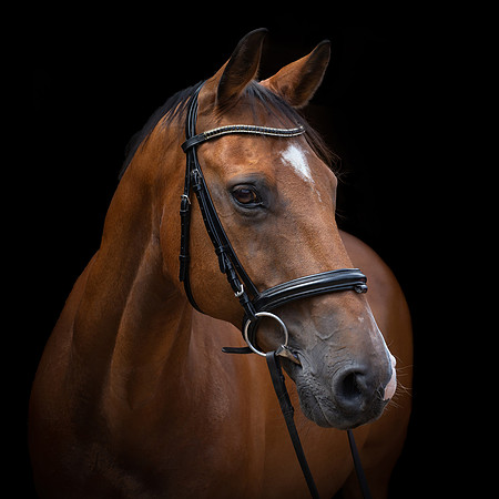 horse-2