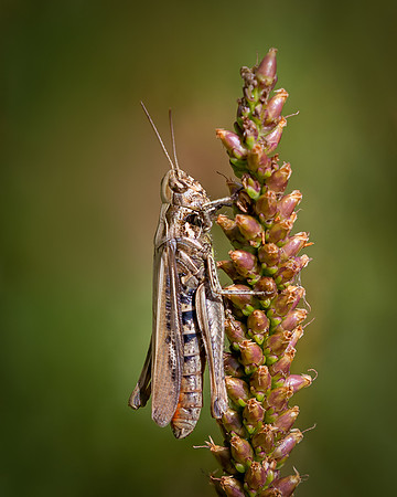 grasshopper-6