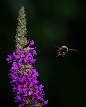 bees-6