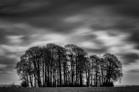 trees-30