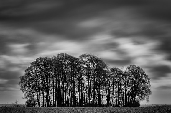 trees-30